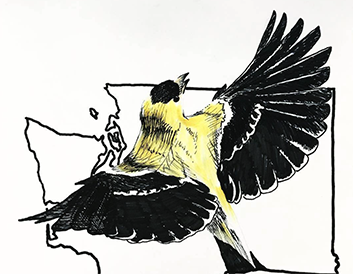 50 State Birds Illustration